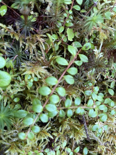 creeping snowberry