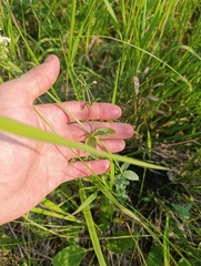 Galium rubioides, photograph (c) Мирослав Соболев, some rights reserved (CC BY)