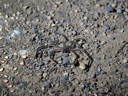 Social Huntsman Spider