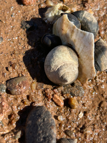 Common Periwinkle