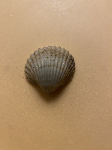 Rough Cockle