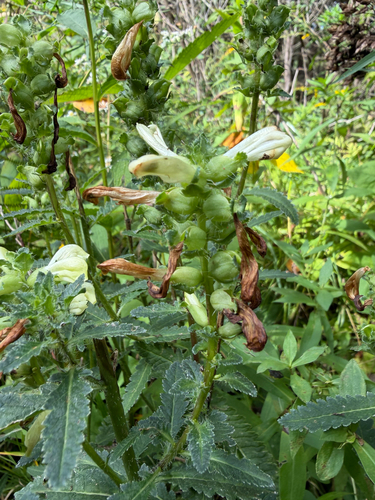 Pedicularis lanceolata, photograph 4