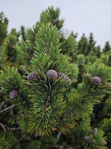 Pinus mugo, photograph 4