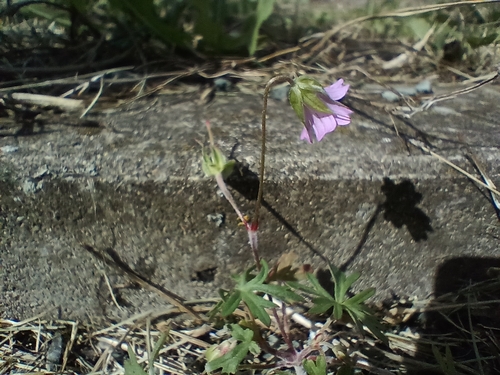 Geranium columbinum
