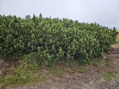 (c) Helen Waterman, some rights reserved (CC BY) Pinus mugo, photograph (c) Helen Waterman, some rights reserved (CC BY)