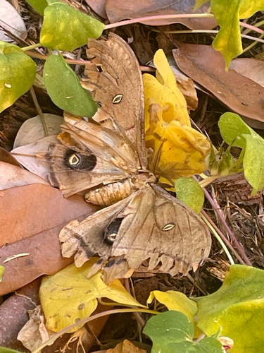Polyphemus Moth