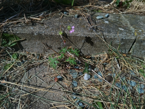 Geranium columbinum, photograph 1