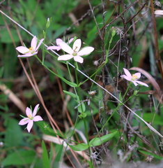 Sabatia brachiata