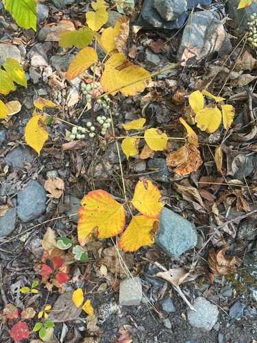 western poison ivy