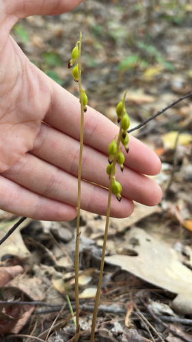 autumn coralroot