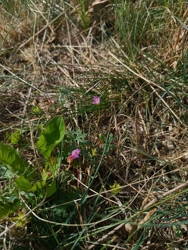 Geranium columbinum, photograph 2