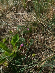 Geranium columbinum, photograph (c) Vladimír Fuka, some rights reserved (CC BY)