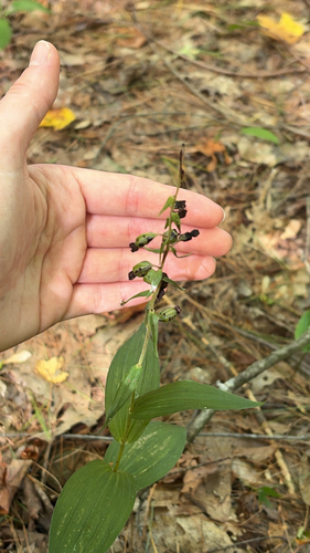 Broad-leaved helleborine