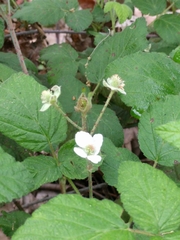 Rubus ursinus macropetalus