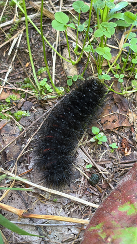 Giant Leopard Moth