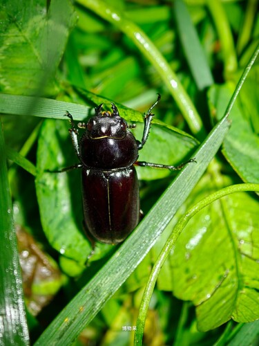 Falcicornis rufonotatus