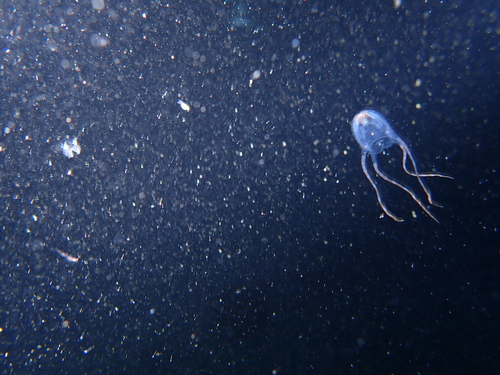 Copula sivickisi observed 2026-09-11