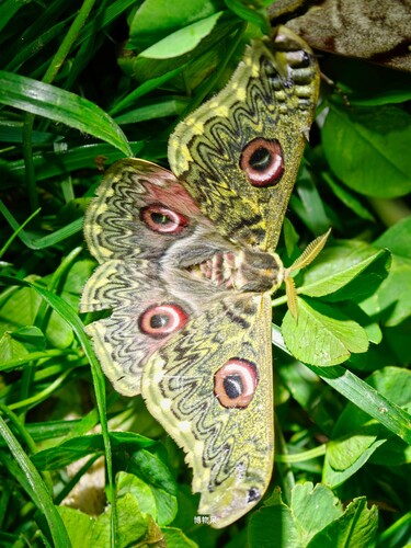 Rinaca sinanna