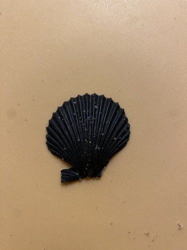 Queen scallop