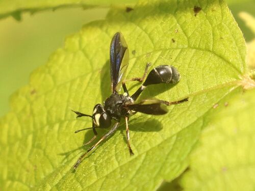common eastern physocephala