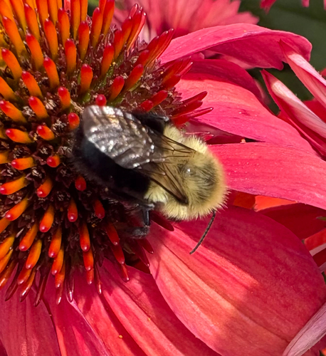 Common Eastern Bumble Bee