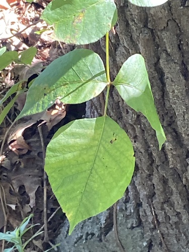 eastern poison ivy
