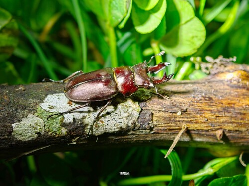 Prismognathus siniaevi