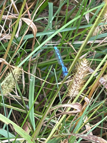 Familiar Bluet