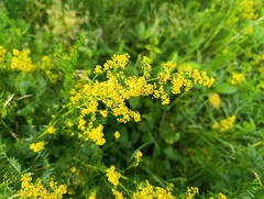 Galium verum, photograph (c) Мирослав Соболев, some rights reserved (CC BY)