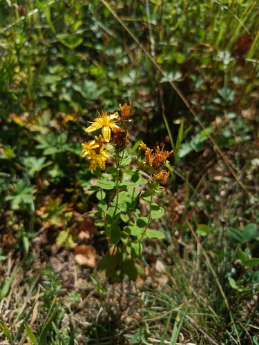 Hypericum maculatum