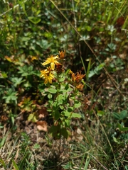 Hypericum maculatum