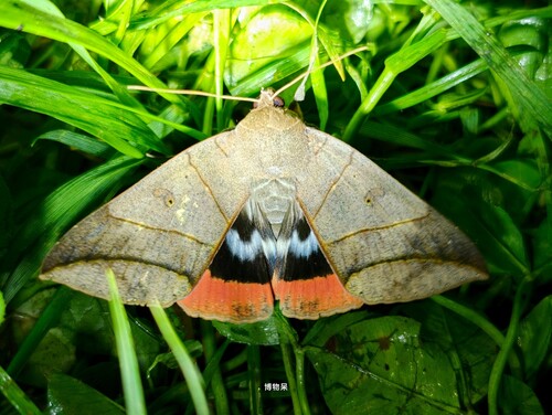 Thyas juno