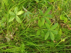 Potentilla alba