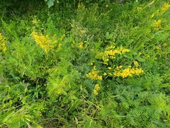 Galium verum, photograph (c) Мирослав Соболев, some rights reserved (CC BY)
