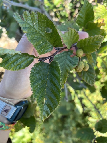 green alder