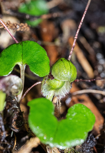 Corybas vitreus, photograph 4