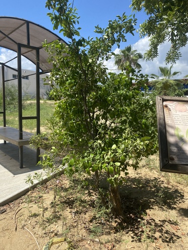 Citrus aurantium observed 2026-09-23