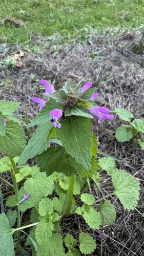 red deadnettle