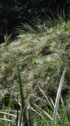 Dipteris lobbiana