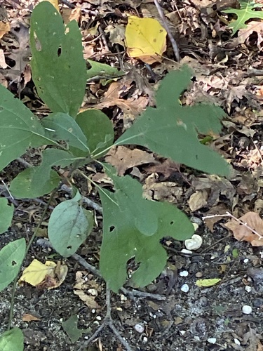 sassafras