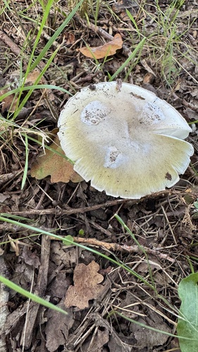 Deathcap