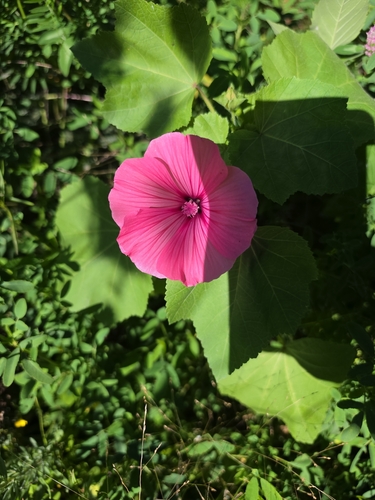 Royal Mallow