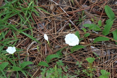 Stylisma humistrata