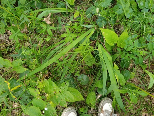 Iris aphylla