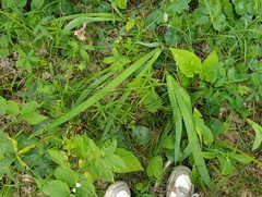Iris aphylla