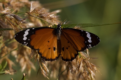 Plain Tiger Butterfly