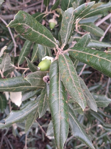 Quercus ilex, photograph 6