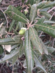 Quercus ilex, photograph (c) Sabarni Sarker, some rights reserved (CC BY)