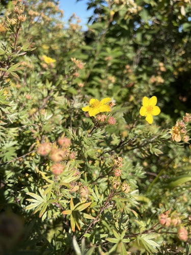 shrubby cinquefoil