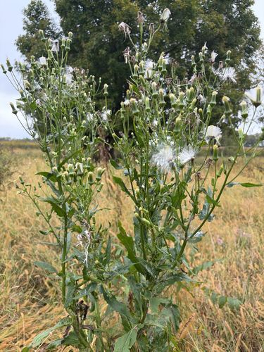 American burnweed